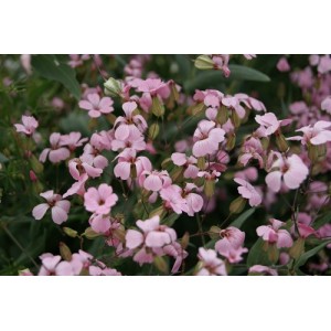 SAPONARIA VACCARIA PINK BEAUTY SEEDS - PINK FLOWERS - SOAPWORT - 100 SEEDS