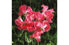 SWEET PEA GERANIUM PINK SPENCER SEEDS - PINK LATHYDORUS ODORATUS - 20 SEEDS SWEET PEA GERANIUM PINK SPENCER SEEDS - PINK LATHYDORUS ODORATUS - 20 SEEDS