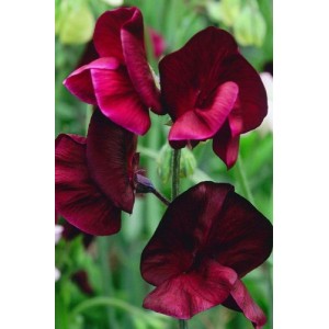 SWEET PEA HEIRLOOM BEUJOLAIS SEEDS - BURGUNDY LATHYDORUS ODORATUS - 20 SEEDS SWEET PEA HEIRLOOM BEUJOLAIS SEEDS - BURGUNDY LATHYDORUS ODORATUS - 20 SEEDS