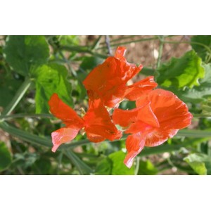 SWEET PEA HENRY ECKFORD SEEDS - BRIGHT ORANGE LATHYDORUS ODORATUS - 20 SEEDS SWEET PEA HENRY ECKFORD SEEDS - BRIGHT ORANGE LATHYDORUS ODORATUS - 20 SEEDS