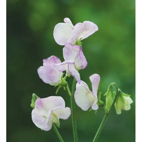 SWEET PEA HI SCENT GRANDIFLORA SEEDS HEAVILY SCENTED LATHYDORUS