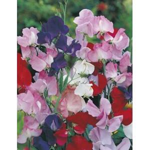 SWEET PEA MAMMOTH MIX SEEDS - MIXED COLOUR LATHYDORUS ODORATUS - 40 SEEDS SWEET PEA MAMMOTH MIX SEEDS - MIXED COLOUR LATHYDORUS ODORATUS - 40 SEEDS