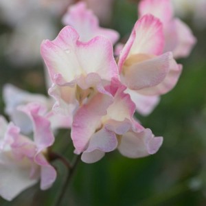 SWEET PEA MOLLIE RILSTONE SEEDS - LIGHT PINK & CREAM LATHYDORUS ODORATUS - 40 SEEDS SWEET PEA MOLLIE RILSTONE SEEDS - LIGHT PINK & CREAM LATHYDORUS ODORATUS - 40 SEEDS