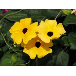 THUNBERGIA ALTA MIX - BLACK EYED SUSAN VINE - 25 SEEDS THUNBERGIA ALTA MIX - BLACK EYED SUSAN VINE - 25 SEEDS