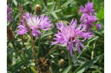 CENTAUREA JACEA SEEDS - BROWN KNAPWEED WILDFLOWER - GREAT FOR BEES - 50 SEEDS CENTAUREA JACEA SEEDS - BROWN KNAPWEED WILDFLOWER - GREAT FOR BEES - 50 SEEDS