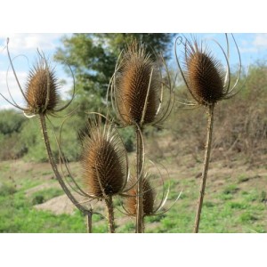 DIPSACUS FULLONUM SATIVAS LILAC SEEDS - COMMON TEASEL WILDFLOWER - 50 SEEDS