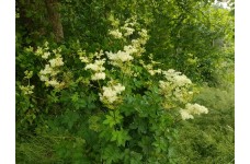 FILIPENDULA ULMARIA SEEDS - MEADOWSWEET - WILDFLOWER - 250 SEEDS FILIPENDULA ULMARIA SEEDS - MEADOWSWEET - WILDFLOWER - 250 SEEDS