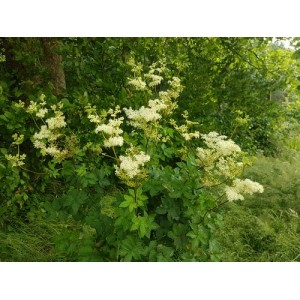 FILIPENDULA ULMARIA SEEDS - MEADOWSWEET - WILDFLOWER - 250 SEEDS