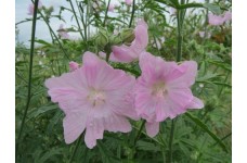 MALVA MOSCHATA ROSEA SEEDS - PINK MUSK MALLOW WILDFLOWER - 100 SEEDS MALVA MOSCHATA ROSEA SEEDS - PINK MUSK MALLOW WILDFLOWER - 100 SEEDS