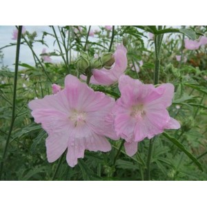 MALVA MOSCHATA ROSEA SEEDS - PINK MUSK MALLOW WILDFLOWER - 100 SEEDS