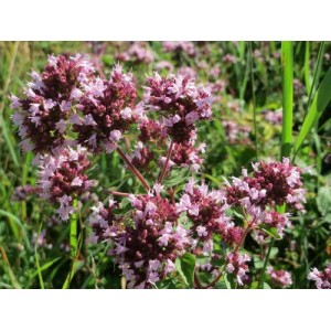 ORIGANUM VULGARE WILD OREGANO SEEDS - WILD MAJORAM WILDFLOWER - 250 SEEDS