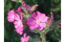 SILENE DIOICA SEEDS - RED CAMPION - PERENNIAL WILDFLOWER - 100 SEEDS SILENE DIOICA SEEDS - RED CAMPION - PERENNIAL WILDFLOWER - 100 SEEDS